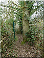 Footpath from Clays Lane to Debden Road