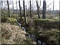 Ditch in Montreathmont Forest