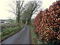 H5557 : A rustic hedge, Tycanny by Kenneth  Allen