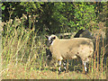 Sheep by the bridge in the Millhoppers Reserve