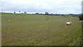 Monmouthshire sheep pasture