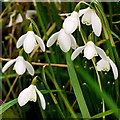 Galanthus nivalis, Common Snowdrop