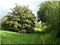 Path, Kennington Park