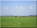 Cattle in a field