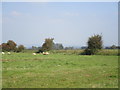 Grass field with sheep