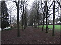 Avenue of trees in Jubilee Park