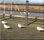 NY0336 : Gulls at Maryport Harbour by Richard Thomas