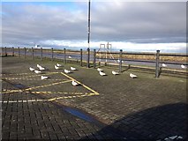 NY0336 : More gulls at Maryport by Richard Thomas