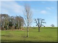 Trees on a hillside, west of Lower Cold Hill Farm