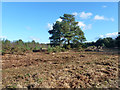 Cleared area, Ludshott Common