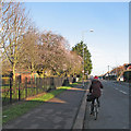 Early blossom on Coleridge Rec