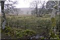 Wet woodland, Roberton