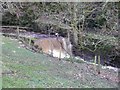 Weir on Luddenden Brook