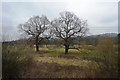 SU9947 : Two oaks by N Chadwick