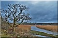 Teifi Marsh