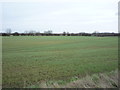 Young crop field off Skipsea Lane (B1242)