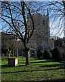 In Royston churchyard in February