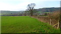 Oak tree in the Wye valley