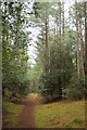 Woodland path, Holkham