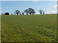 Field near Park Corner