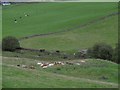 Cattle near Townhead