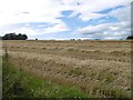 Newly cut barley