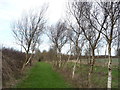 Birch tree beside Bridlington Road (B1242)