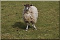 TQ0412 : Amberley: Downs Farm; a single sheep by Michael Garlick