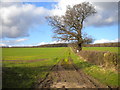 Track to Ploughman Wood