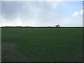 TA1455 : Young crop field near Dringhoe Manor Farm by JThomas