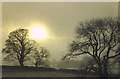 Winter trees at Holydean in 1991