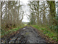 Bridleway, Moat Wood