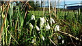 Snowdrops and daffodils