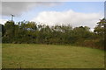 Hedge near Bittaford