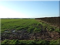 Crop field and hedgerow, Speeton Grange