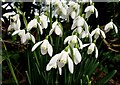 Galanthus nivalis, Common Snowdrop