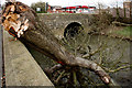 A fallen horse chestnut tree in the River Yeo at Pilton