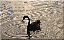 TQ8353 : Leeds Castle: Black swan in the moat by Michael Garlick