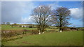 Beech trees near Bryngwyn