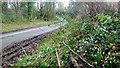 Snowdrops by the lane