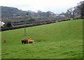 Cattle, Abbotskerswell