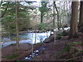 Afon Babi in the Forest Garden