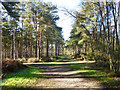 Woodland path, Whitehill