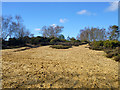 Bare sand, Kingsley Common