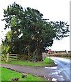 A Roadside Yew