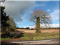 Field at Little Southdown Farm