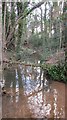 The stream draining out of Sutton Court Estate