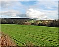 View towards Culmstock Beacon