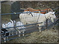 Goats at Kentish Town City Farm