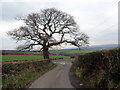 Derwen Fawr / Big Oak